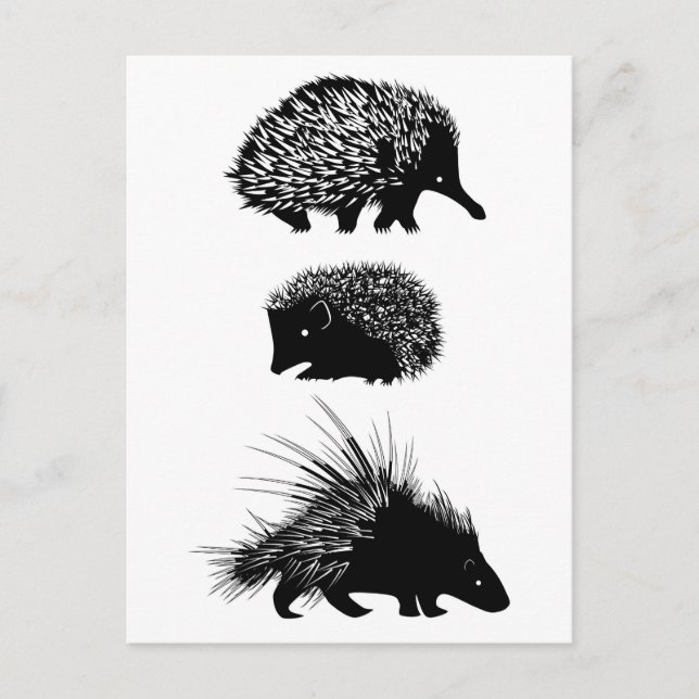 Echidna, hedgehog, porcupine postcards (Front)