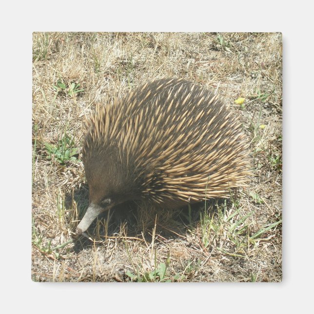 Echidna magnet (Front)