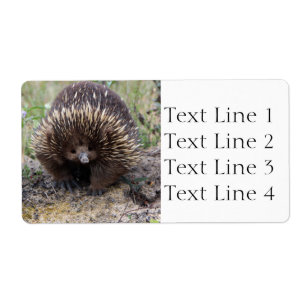 Echidna or Spiny Anteater Australia