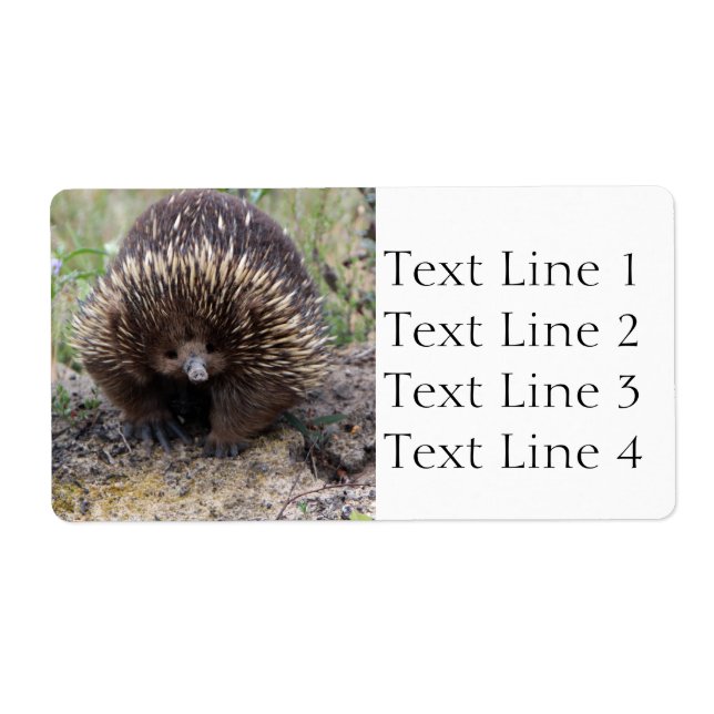 Echidna or Spiny Anteater Australia (Front)