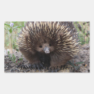 Echidna or Spiny Anteater Australia Rectangular Sticker