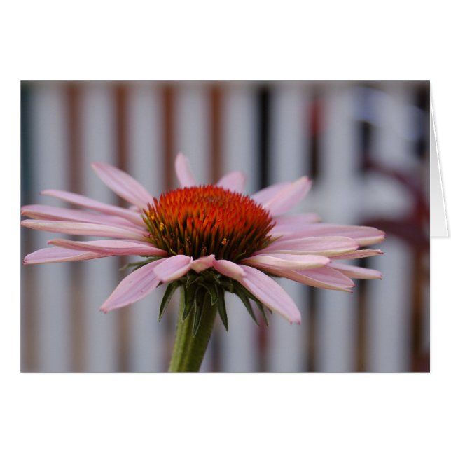 Echinacea (Front Horizontal)