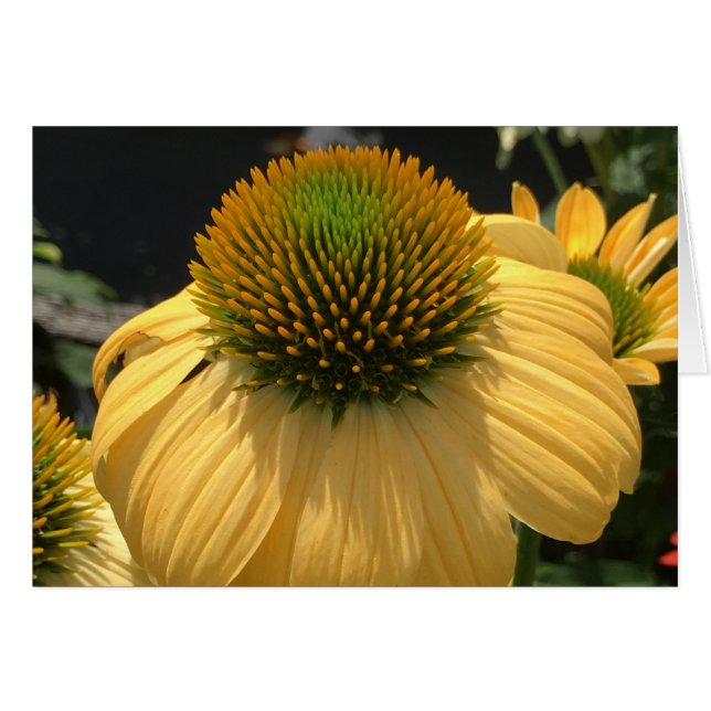 Echinacea (Front Horizontal)