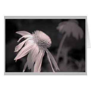 Echinacea Blooms