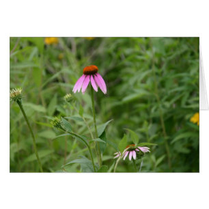 Echinacea card