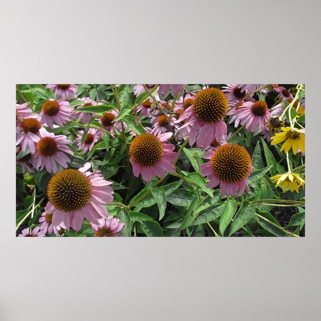 Echinacea Cone Flowers in Purple and Yellow Poster (Front)