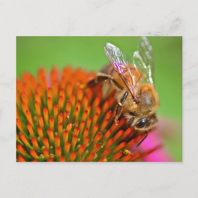 Echinacea Coneflower and Bee Postcard (Front)