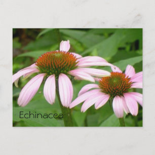 Echinacea Floral Botanical Pink Flower Postcard