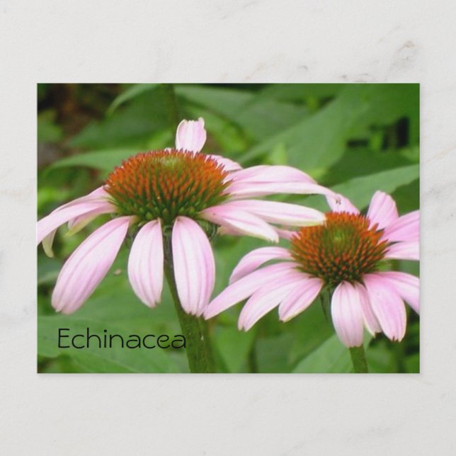 Echinacea Floral Botanical Pink Flower Postcard (Front)