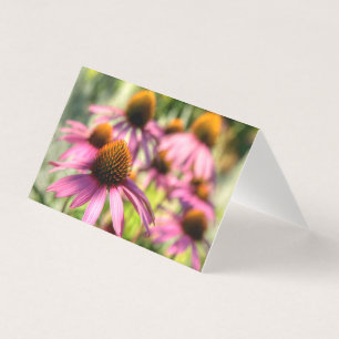 Echinacea floral scene