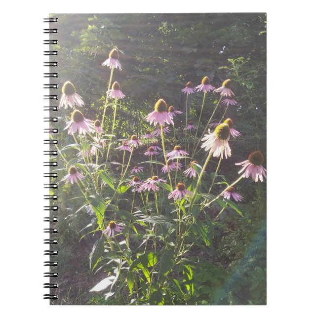 Echinacea Flowers in the Sun Notebook (Front)