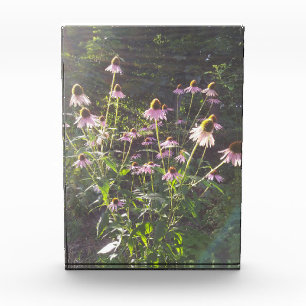 Echinacea Flowers in the Sun Photo Block