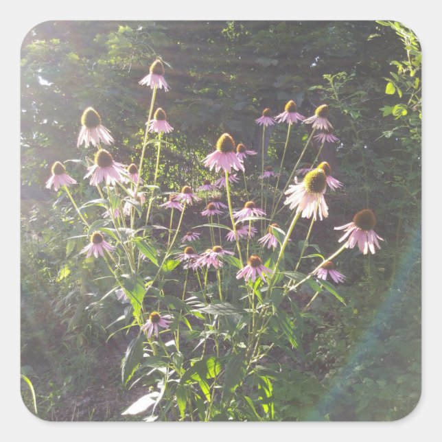 Echinacea Flowers in the Sun Square Sticker (Front)