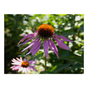 Echinacea in the garden photo poster
