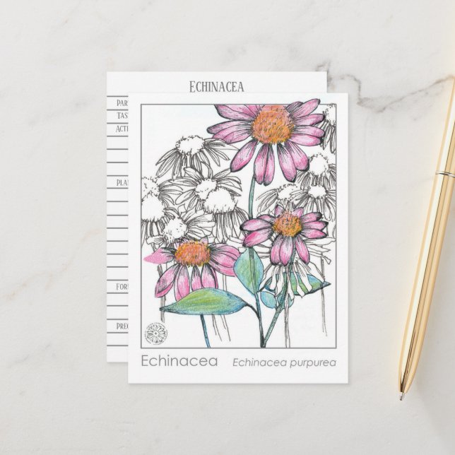 Echinacea Materia Medica Herbal Study Plants Card  (Front/Back In Situ)
