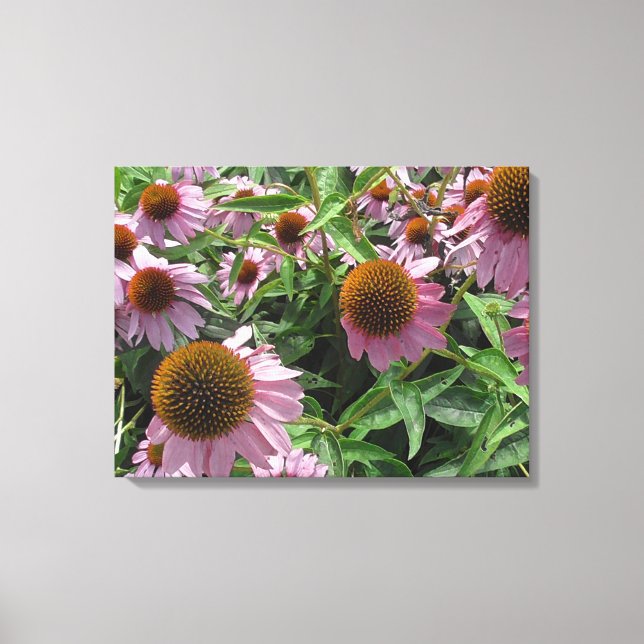 Echinacea Purple and Yellow Cone Flowers Canvas Print (Front)