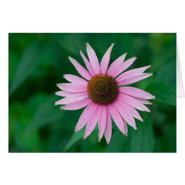 Echinacea purpurea (Front Horizontal)