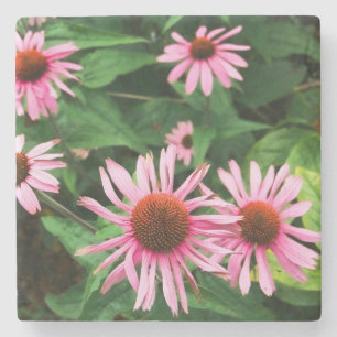 Echinacea Purpurea, Purple Coneflower Stone Coaster