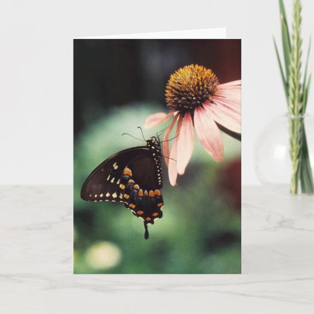 Echinacea Sipper Greeting Card (Front)