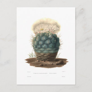 Echinocactus Postcard