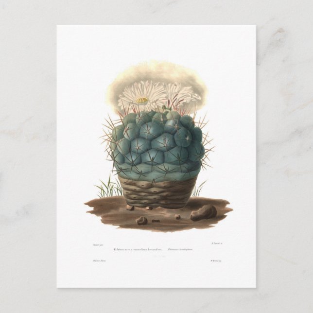 Echinocactus Postcard (Front)