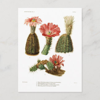 Echinocereus species postcard