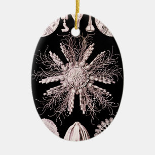 Echinoidea - Sea Urchins Ceramic Tree Decoration