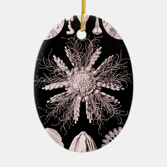 Echinoidea - Sea Urchins Ceramic Tree Decoration (Front)