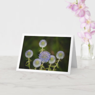 Echinops Sphaerocephalus, Glandular Globe-thistle Card