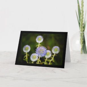 Echinops Sphaerocephalus, Glandular Globe-thistles Card