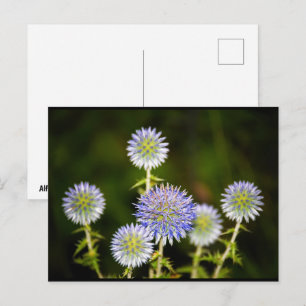 Echinops Sphaerocephalus, Glandular Globe-thistles Postcard