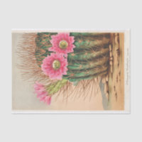 Echinopsis Pentlandi by Charles Antoine Lemaire