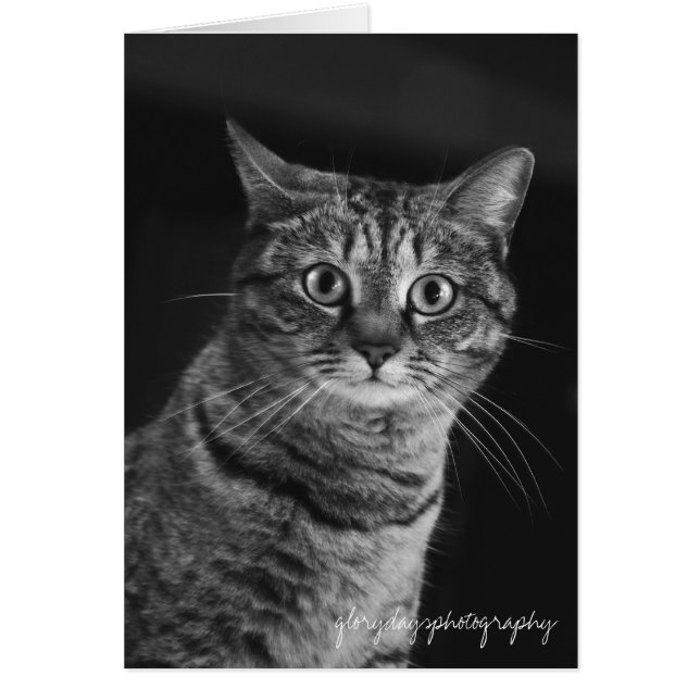 Echo, bw, D300, glorydaysphotography (Front)