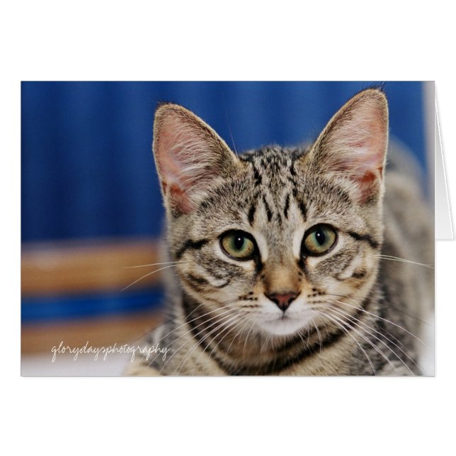 Echo, glorydaysphotography (Front Horizontal)