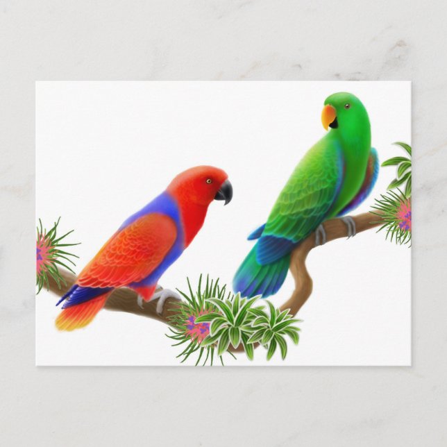 Eclectus Birds Postcard (Front)