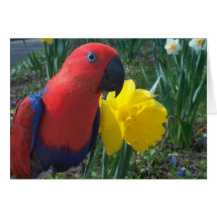 Eclectus Daffodil--Small
