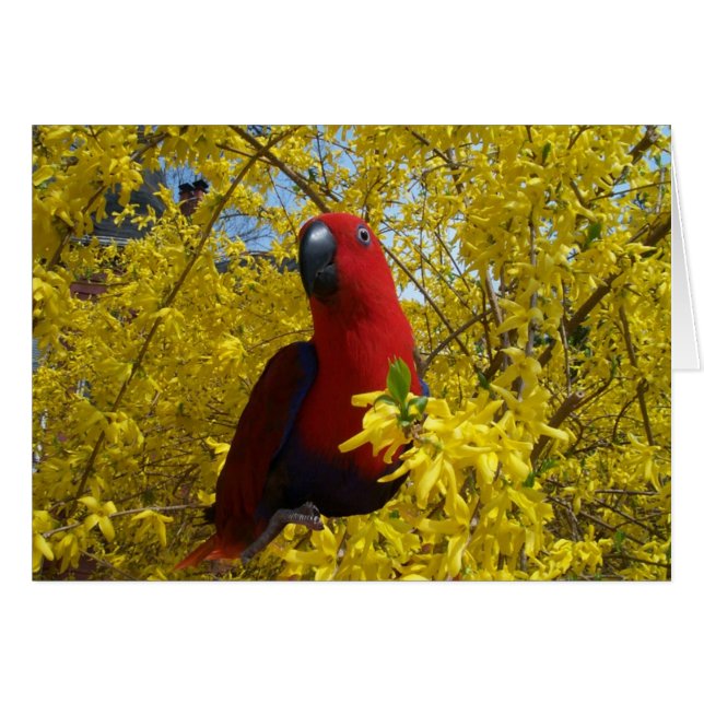 Eclectus in Yellow -- Large (Front Horizontal)