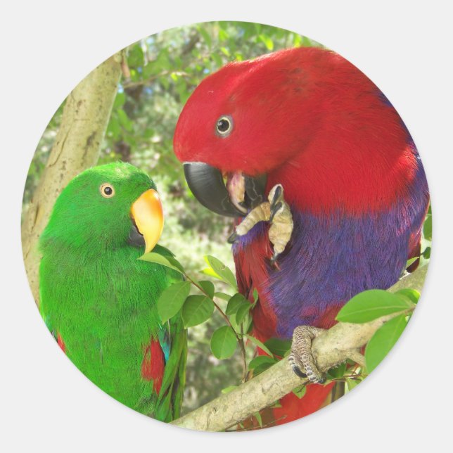 Eclectus Pair Classic Round Sticker (Front)