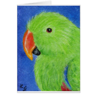 Eclectus Parrot