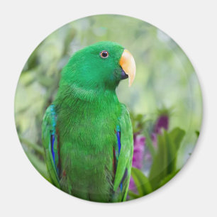 Eclectus Parrot Male Magnet