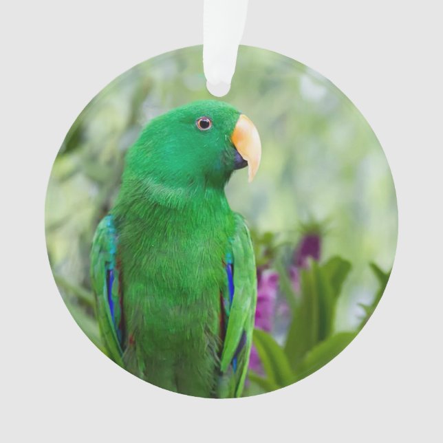 Eclectus Parrot Male Ornament (Front)