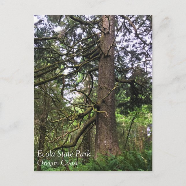 Ecola State Park, Cannon Beach, Oregon Postcard (Front)