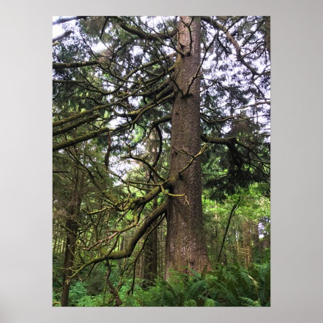 Ecola State Park, Cannon Beach, Oregon Poster (Front)
