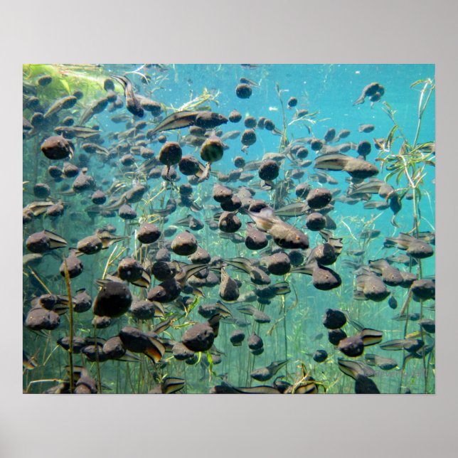 Econfina Creek Tadpoles Poster (Front)