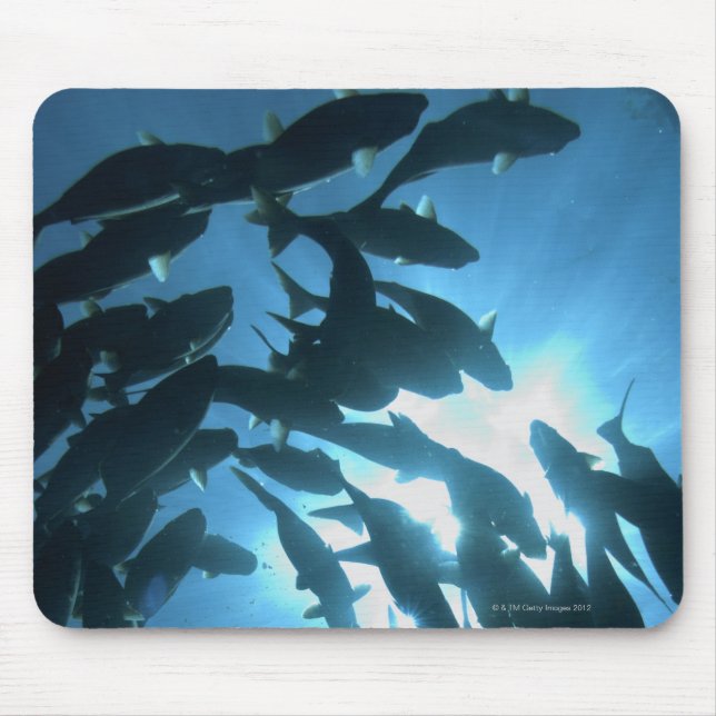 Ecuador, Galapagos archipelago, Wolf Island, Mouse Mat (Front)