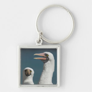Ecuador, Galapagos. Genovesa Island aka Tower, Key Ring