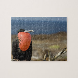 Ecuador, Galapagos, Genovesa Island. Prince Jigsaw Puzzle
