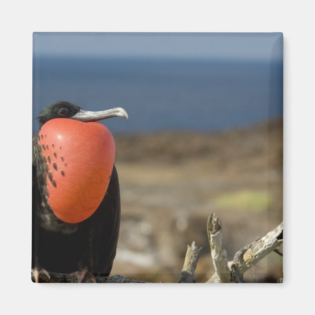 Ecuador, Galapagos, Genovesa Island. Prince Magnet (Front)