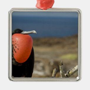 Ecuador, Galapagos, Genovesa Island. Prince Metal Tree Decoration