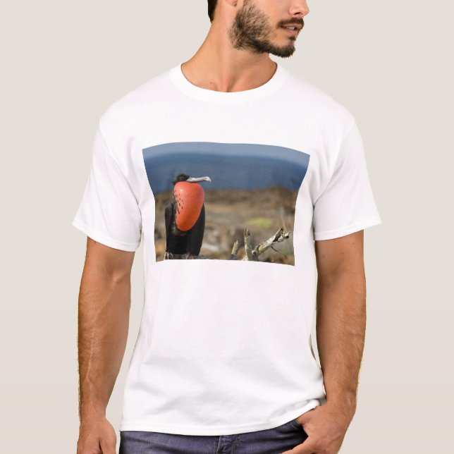 Ecuador, Galapagos, Genovesa Island. Prince T-Shirt (Front)